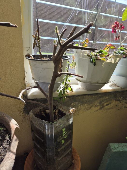 Puieti Smochini Svinita la ghiveci