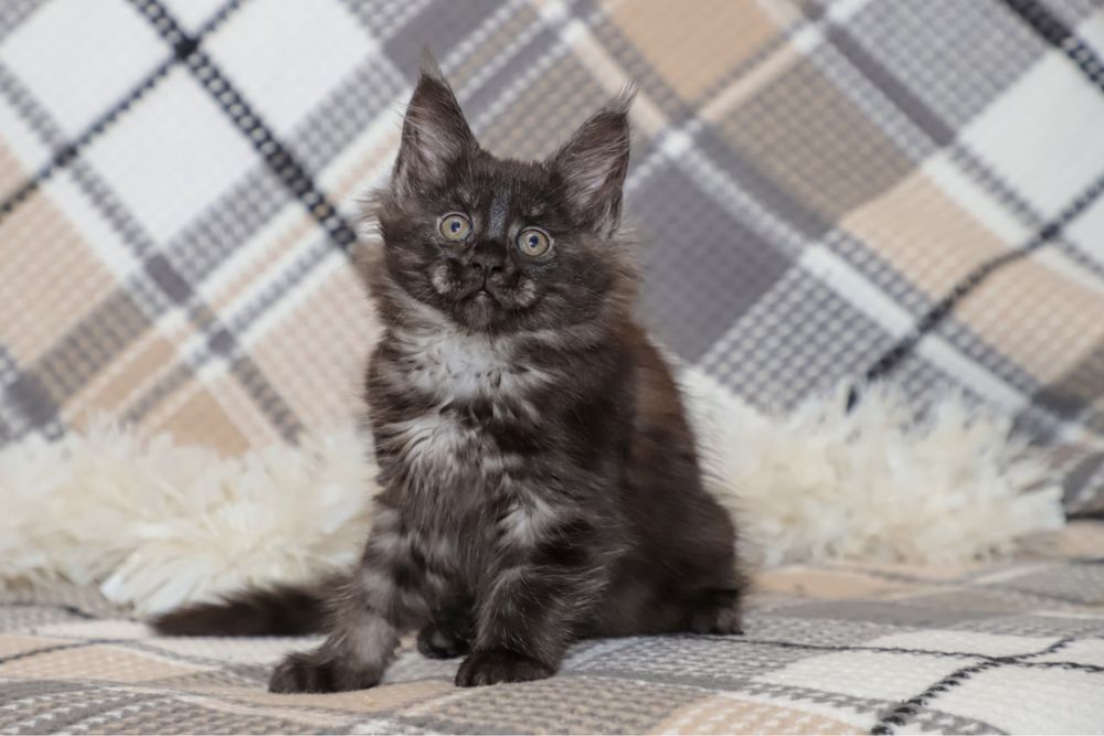 Кошечка породы мейн кун, окрас серный дым