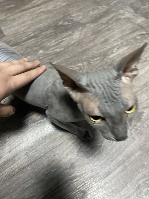 Свинкс чистокровный