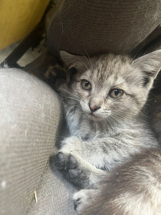 Отдам котят бесплатно