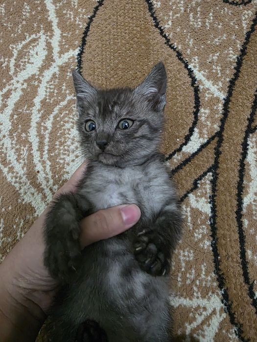 Отдаём котят в хорошие руки