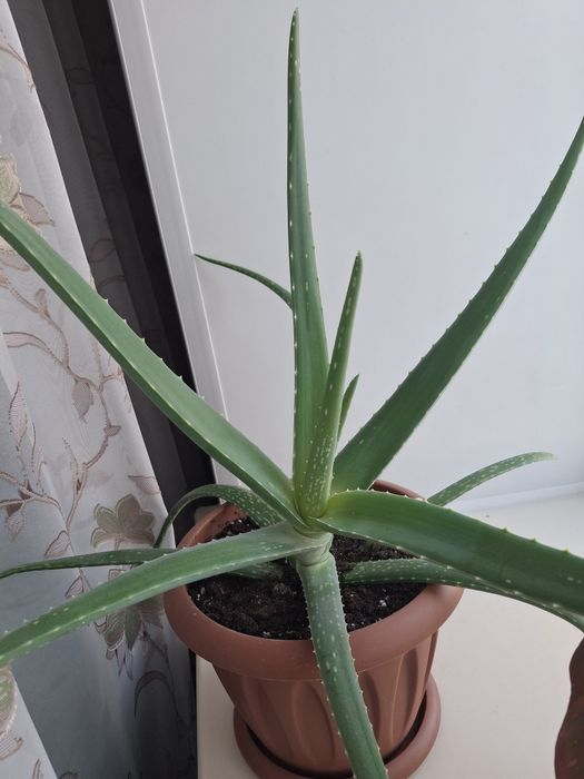 Продам Алоээ- вера.