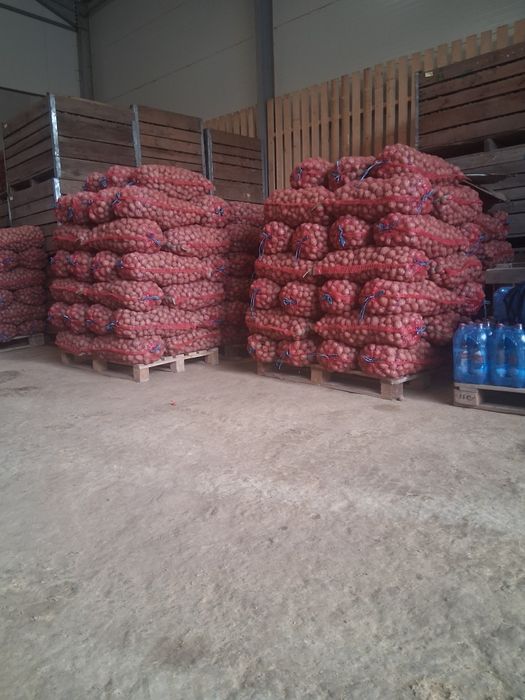 Cartofi de sămânță 1.20 kg transport gratuit  !