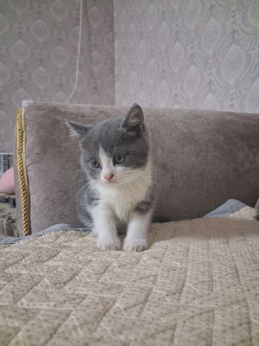 Продам котят  очень красивых