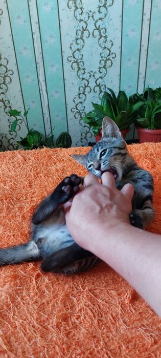 Маргау 3 айлык берiледi