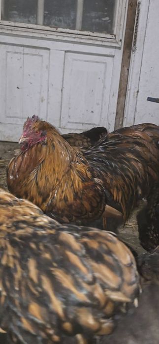 Продам петух Орпингтон