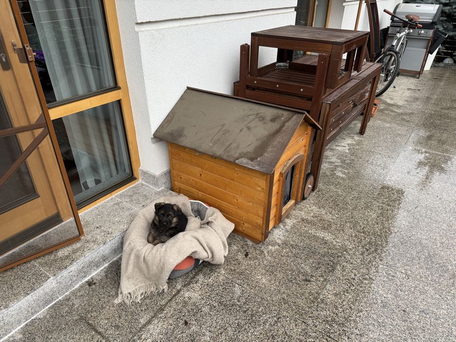 Cusca caine lemn izolata