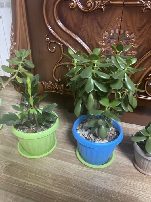 Гулдер/Цветы