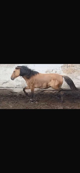 Продается жеребец 7 лет крупный