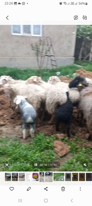 Срочно сатылады 7 бас