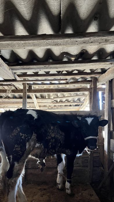 Тараз қаласы өрнек ауылы