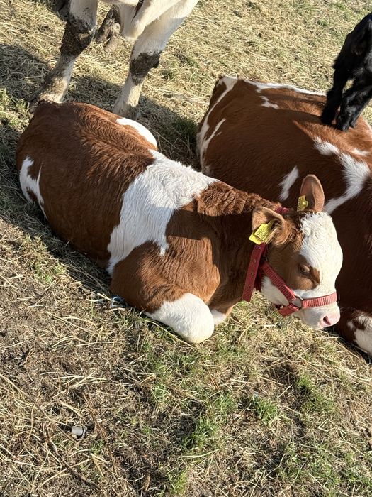 Vând vițel balțat