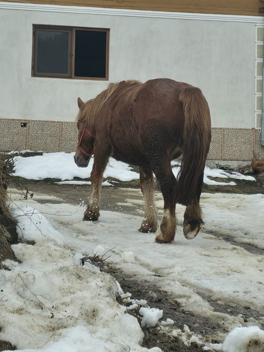 Vând mânză gestantă, 3,5 ani