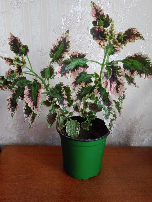 Колeусы   цвeты  1000 тeнгe  три  вида