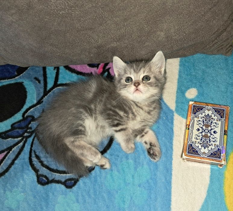 Шотландский прямоухий мальчик