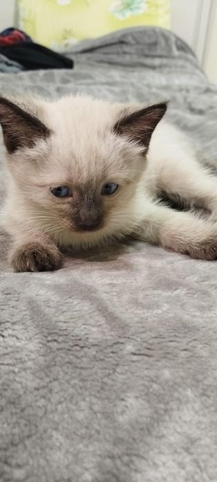 Отдам котят , мальчики и девочка.