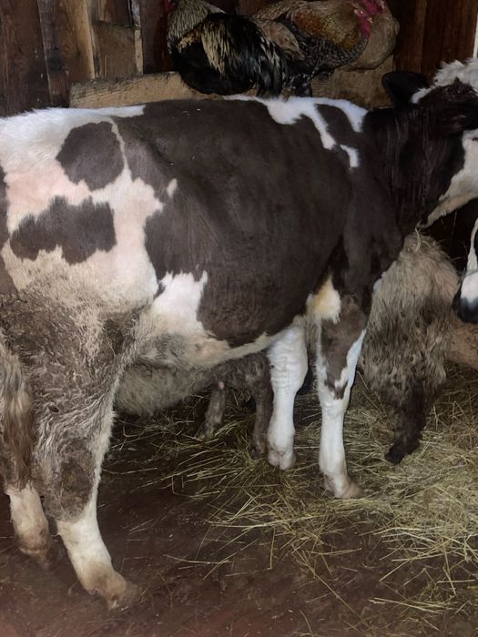 Vitica de vanzare 8 luni