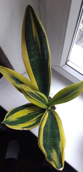 Сансевьерия Голден Флейм