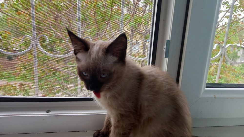 Котята и кошка сиамские порода