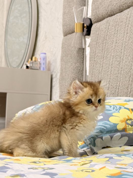 На продаже элитные котятки