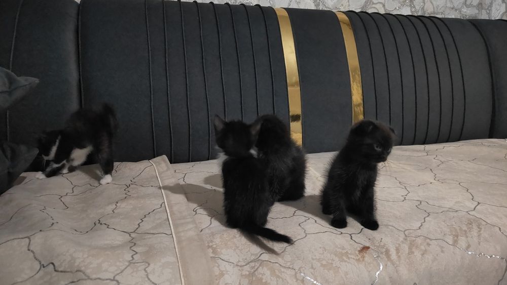 Отдам в хорошие руки