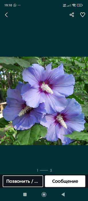 Продам сирийские розы