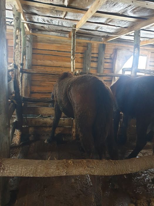 Тай с откорма 2 головы