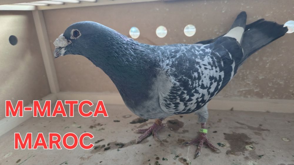 Oferta porumbei voiajori
