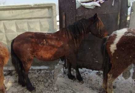 Продам жирную на согым