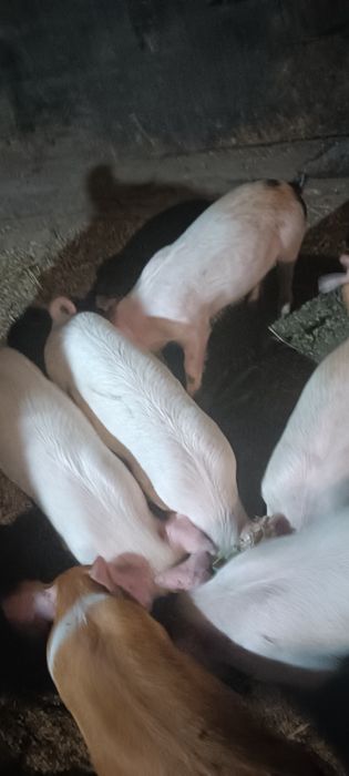 Продам поросят 2 мес.