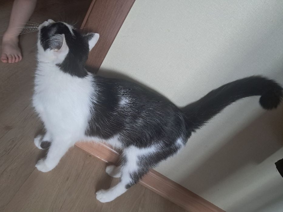 Отдам даром котенок 1 год