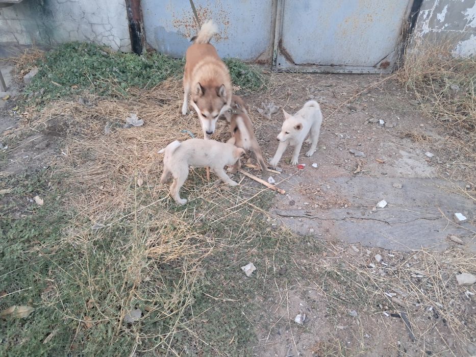 Щинки западно сибирской лайки