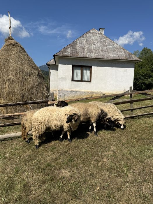 Oi de vânzare si un mior