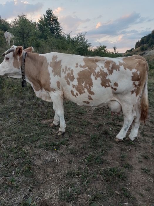 Vând vaca Baltata Romaneasca