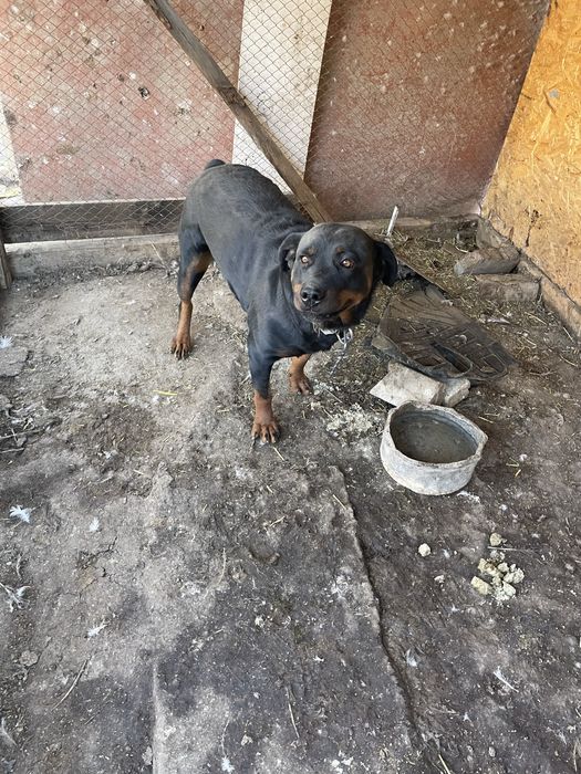 Продается собака Ротвейлер