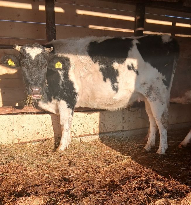 Vand o junica  la  adoua fatare