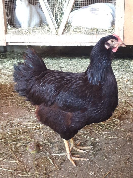 Oua pentru incubat  Rhode Island