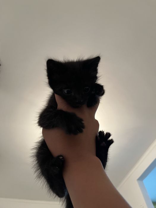 Шотландский Черный котенок