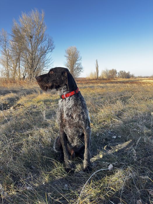 Продам щеньков дратхаара