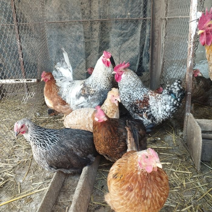 Продам куры домашние