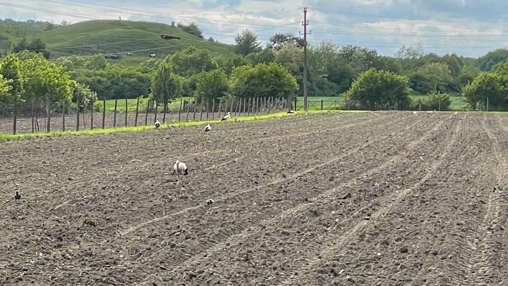 Vand recolta 2026 de lucerna si trifoi