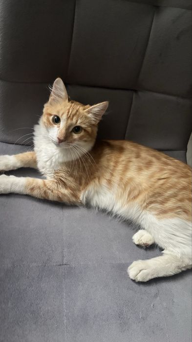 Отдам котика в хорошие руки