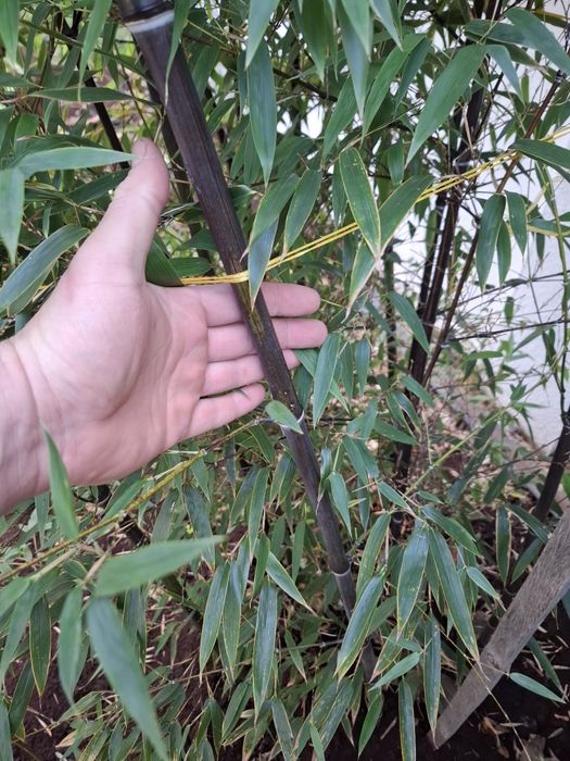 Черен  бамбук растения над 2м