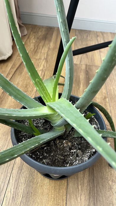 Алоэ лечебный с горшком