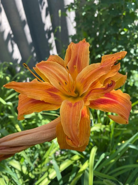 Садовый цветок- лилейник,