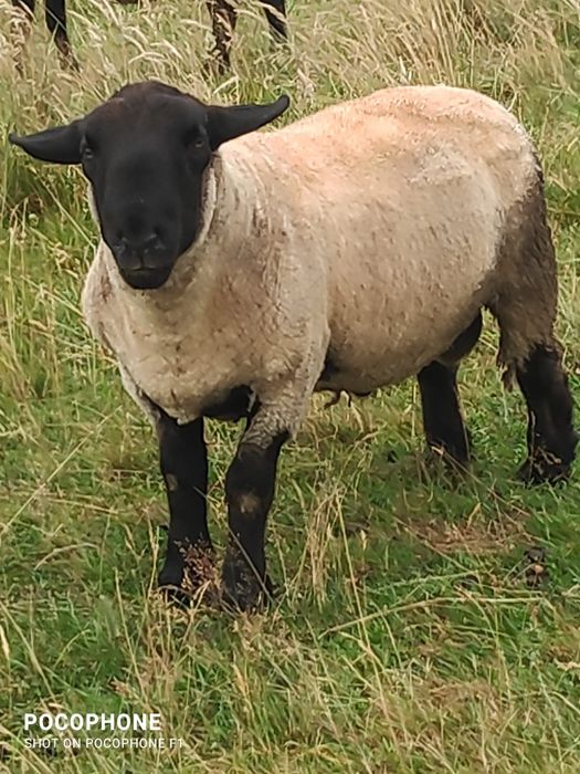 Vând 2 berbeci suffolk de vârste diferite