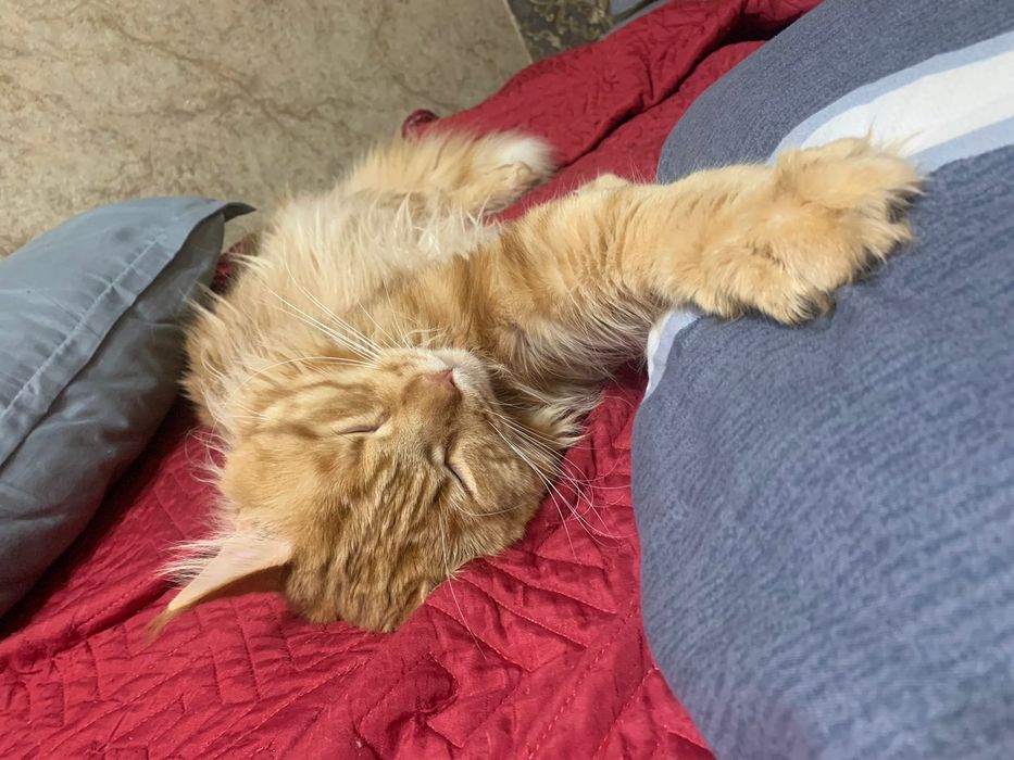 Мейкун на случку вязка