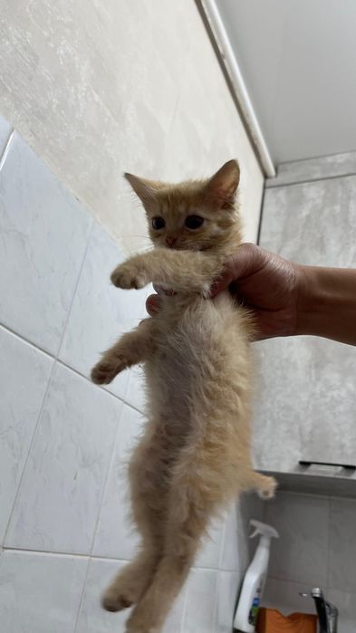 Отдам домашних котят в добрые руки