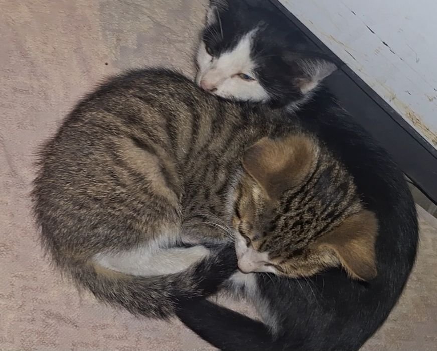 котята мальчик и девочка