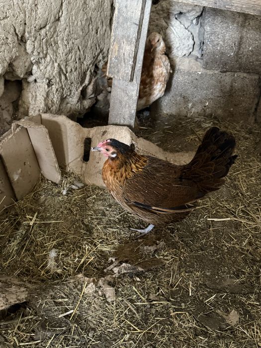 Утки куры индюки